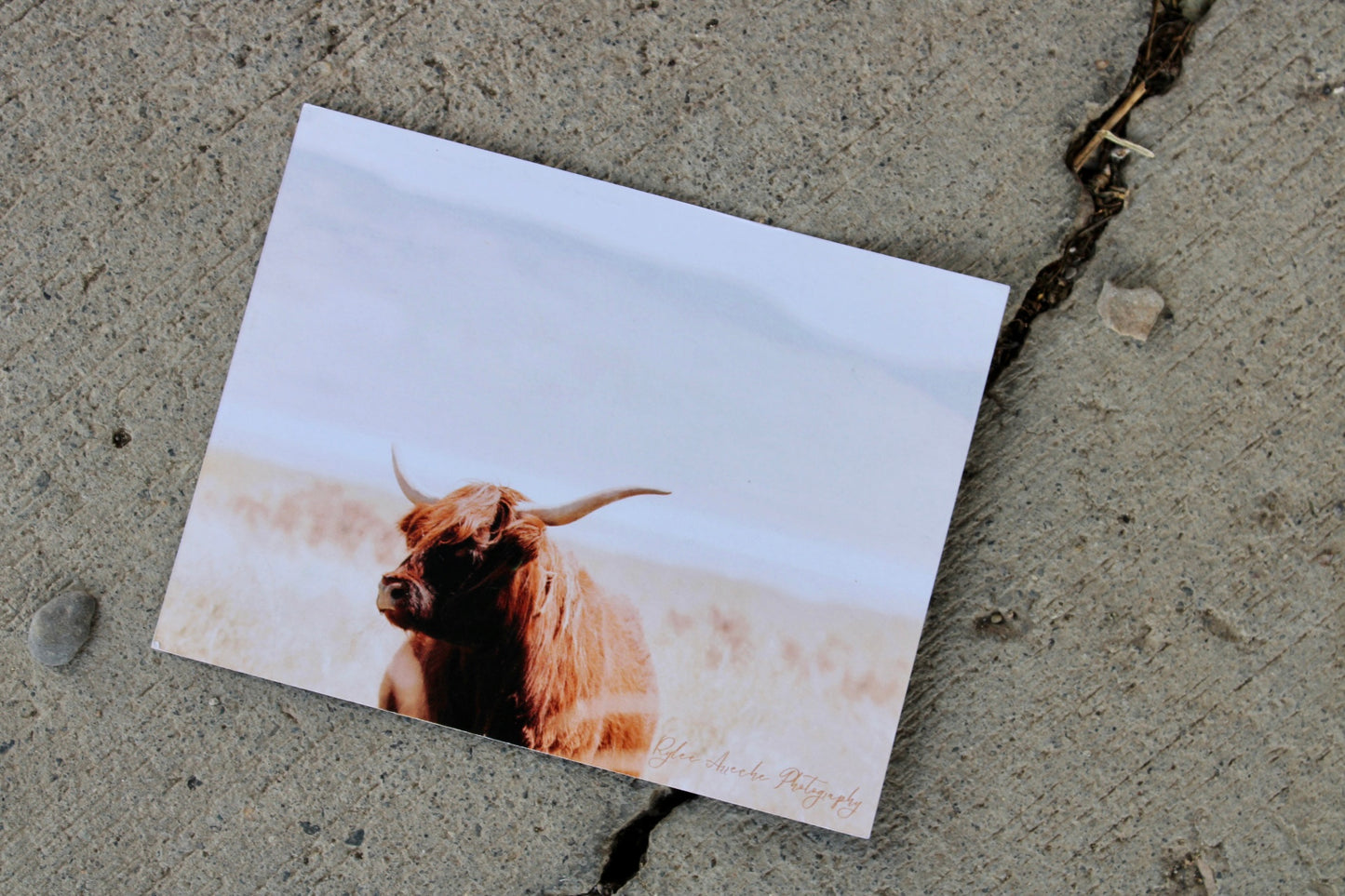 Highland Cow Postcards