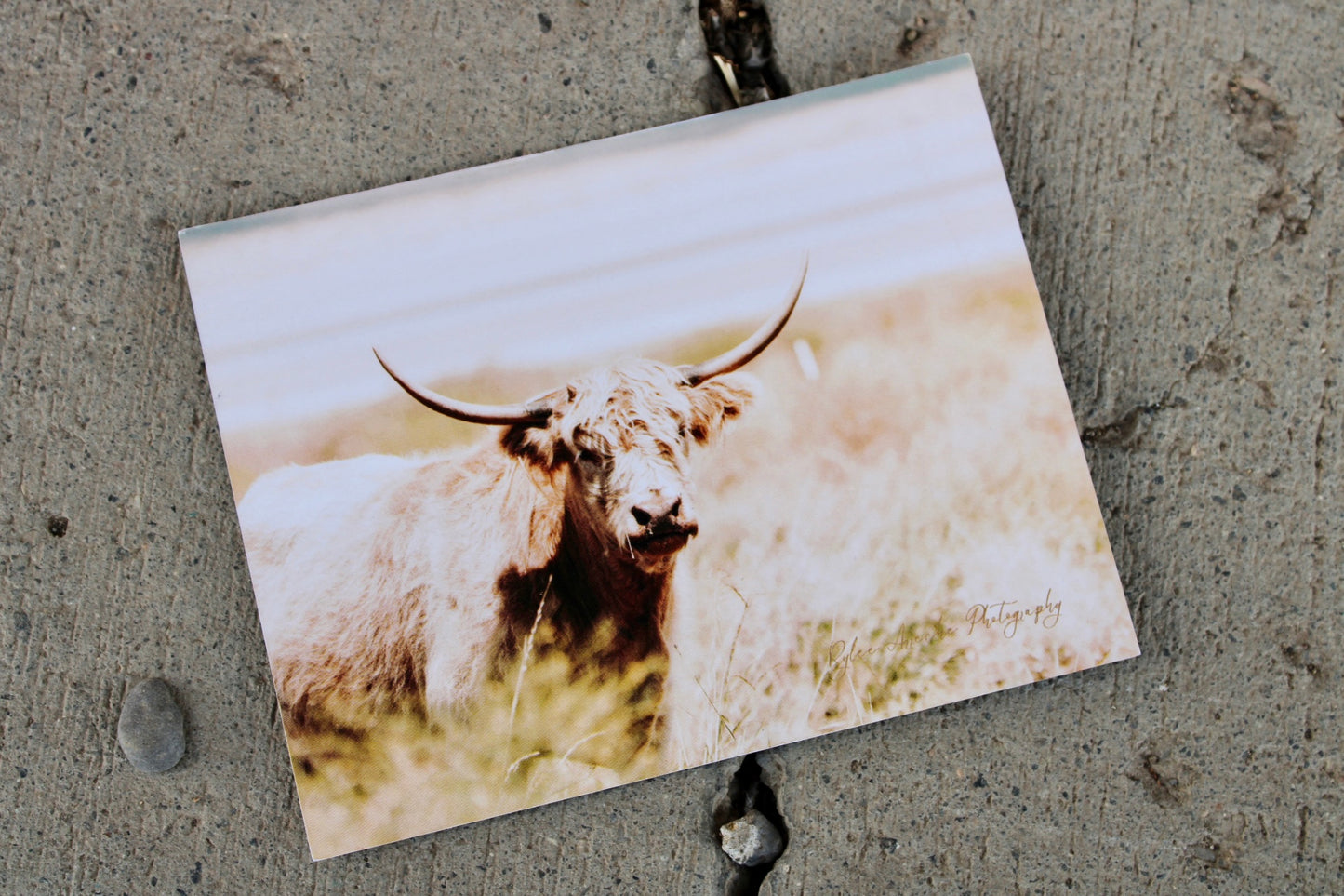 Highland Cow Postcards