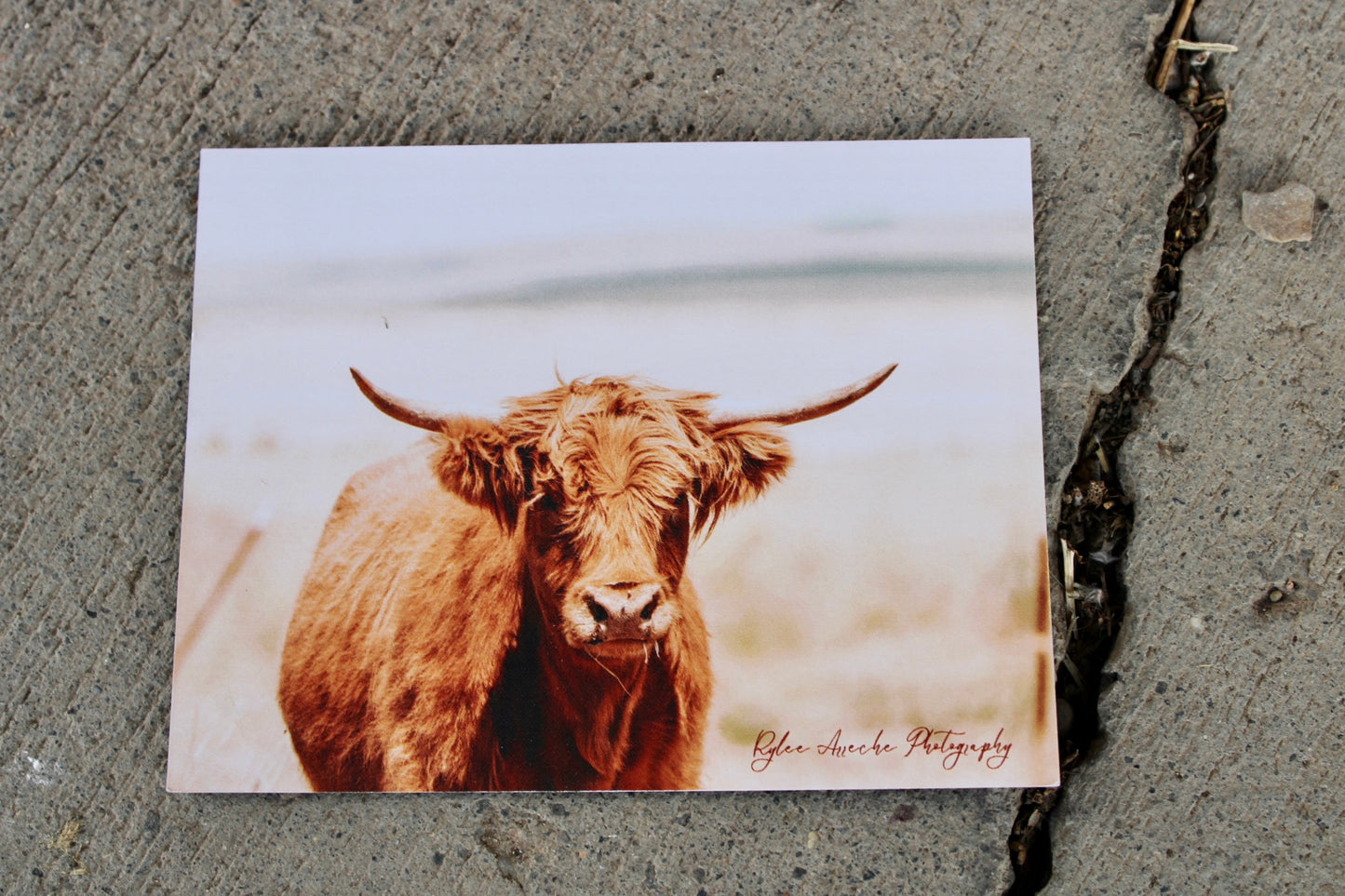 Highland Cow Postcards