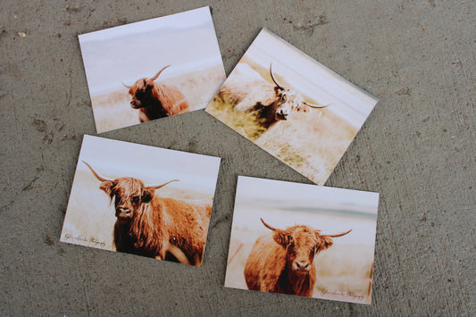 Highland Cow Postcards