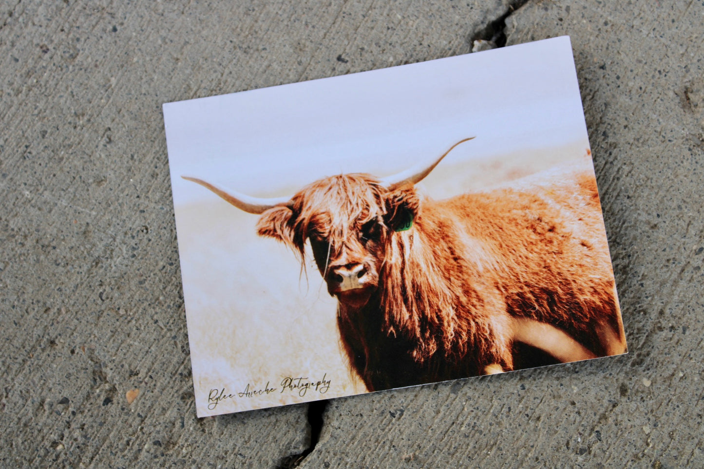 Highland Cow Postcards